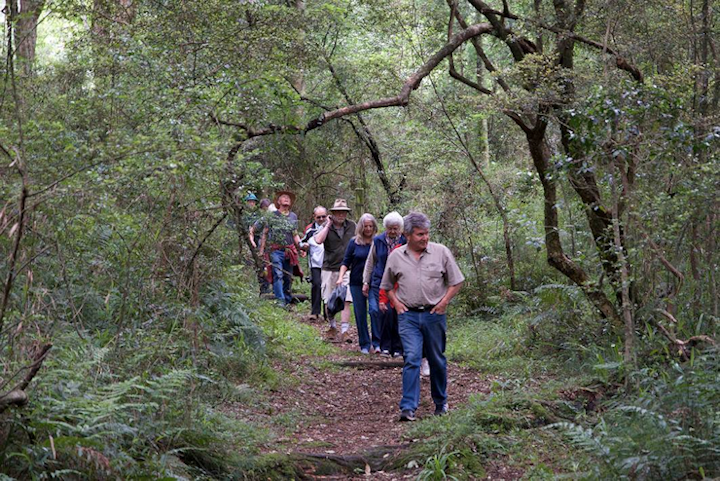 forest walk scene